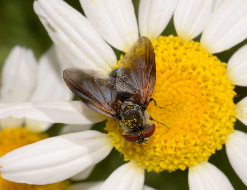 Tachinidae ?  S, Tachinidae Phasiinae:  Elomya lateralis, maschio